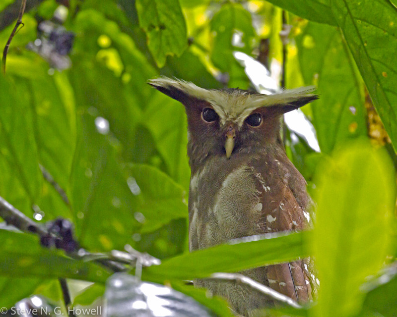 …or even a majestic Crested Owl